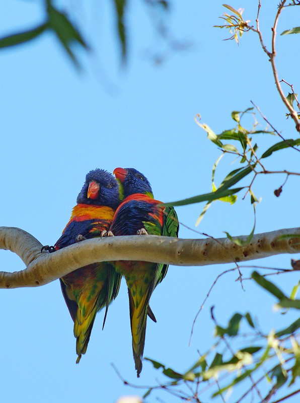 2009-11-06 22-02-42.jpg - Papageien in "Picknick Bay"